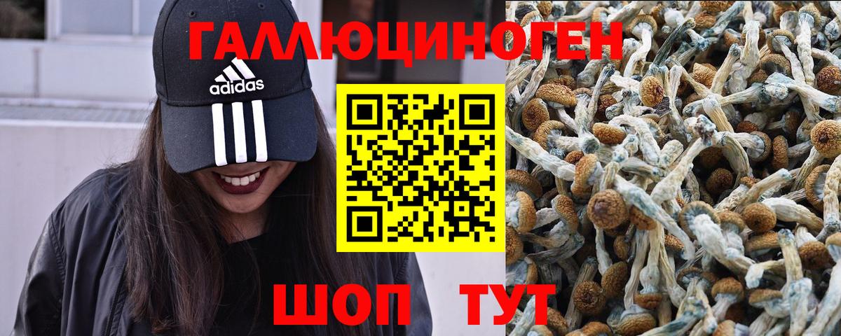 Псилоцибиновые грибы Psilocybe  Вход с VPN  Спасск-Дальний 